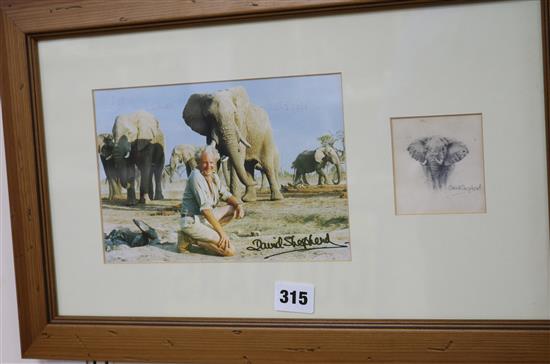 David Shepherd, pencil on paper, sketch of a bull elephant, mounted with a signed photo inscribed to the vendor, 7 x 6.5cm